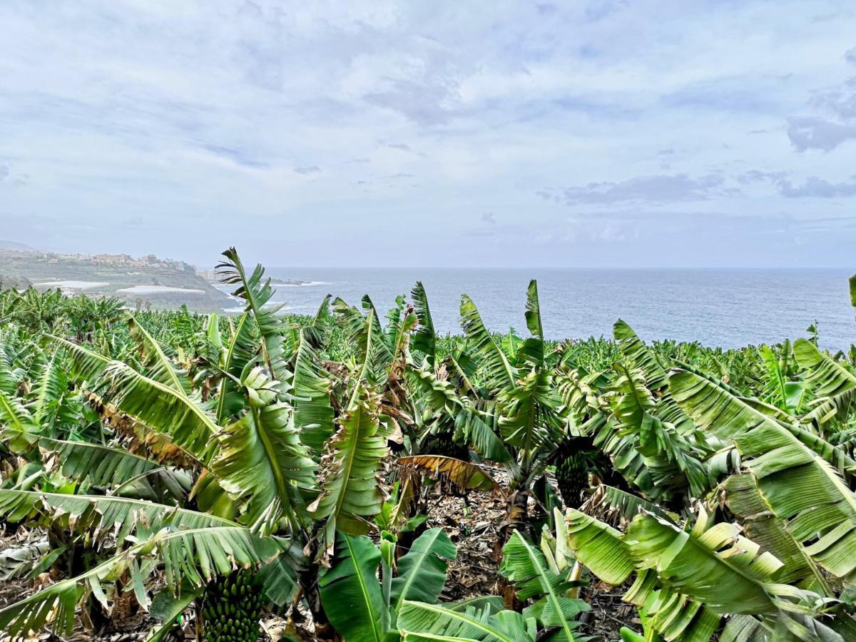 Banana Paradise La Orotava Bagian luar foto